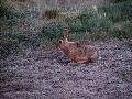 015Rabbit.jpg
