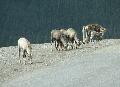 031StoneSheep1.jpg