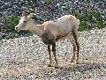 032StoneSheep2.jpg