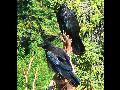 043Ravens.jpg