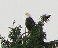 204eagle2.jpg