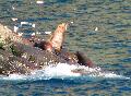 223SeaLions.jpg