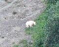 230MountainGoat.jpg