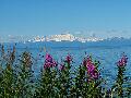 236MountainsAndFlowers.jpg