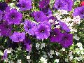 278Flowers.jpg