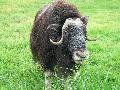280MuskOx.jpg