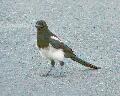 294Magpie.jpg