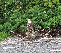 322EagleSits.jpg