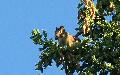 335squirrel.jpg