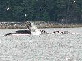 352WhaleBubble1a.jpg