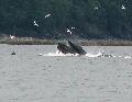 353WhaleBubble3.jpg