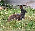 370Rabbit.jpg