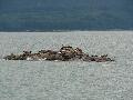 373HarborSeals.jpg