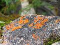 473Lichen.jpg