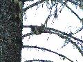 510RedSquirrel.jpg