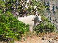 525Goat2.jpg
